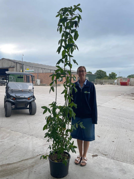 Laburnum wat. Vossii 20 Litre Pot 175/200cm