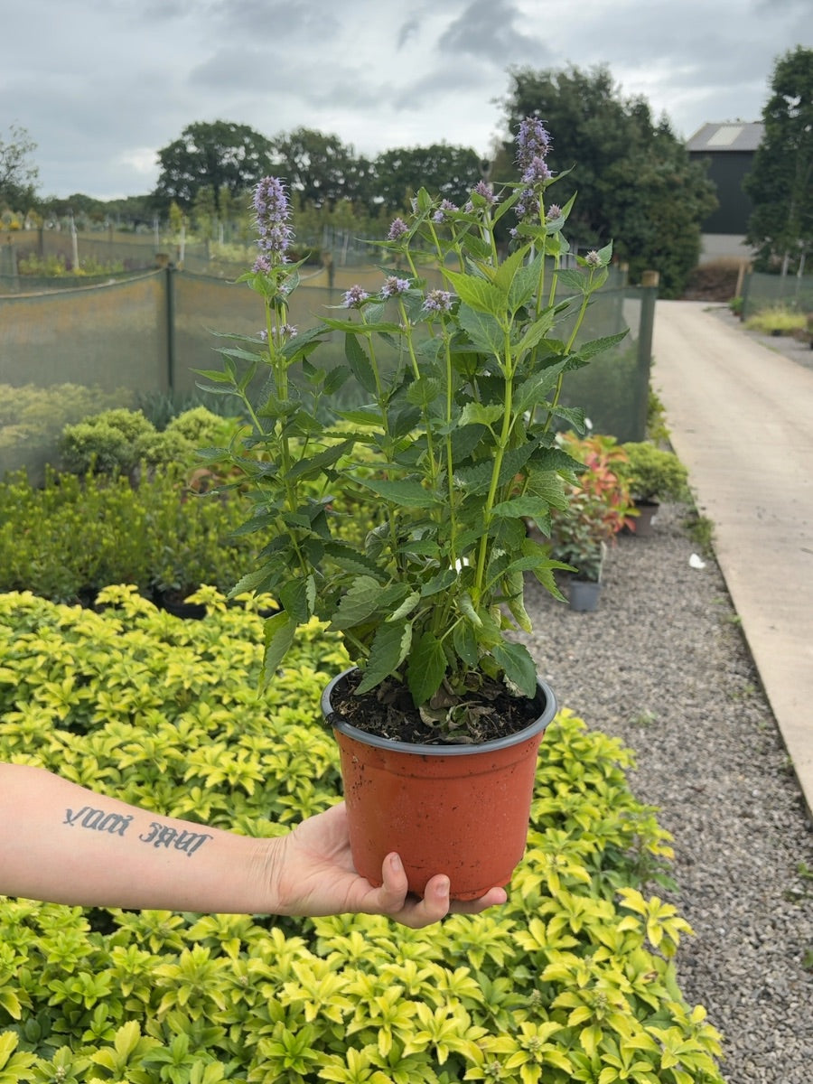 Agastache Blue Fortune 2 Litre Pot