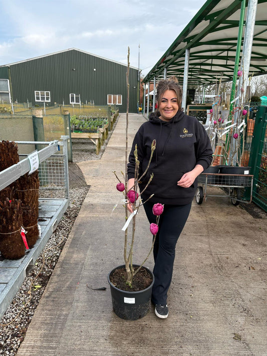 Magnolia Black Tulip 20 Litre Pot 125-150cm