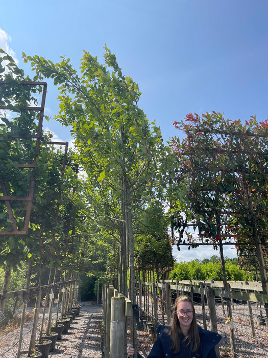 Malus John Downie Extra Heavy Standard 10-12 cm Girth