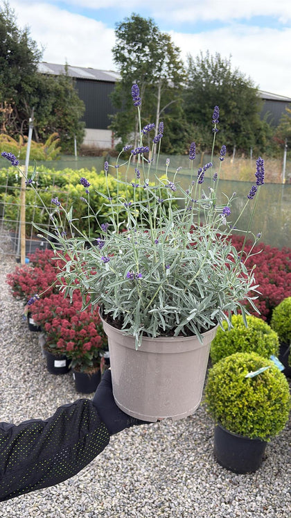 Lavender Angustifolia Hidcote 5 Litre Pot