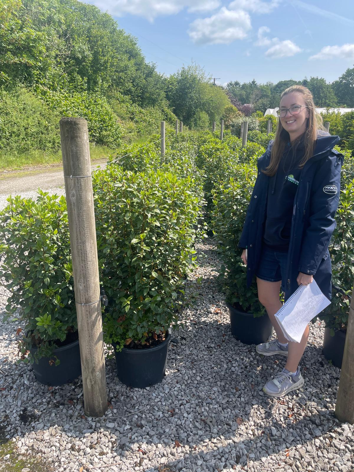 Viburnum Tinus 90/100cm Pot grown