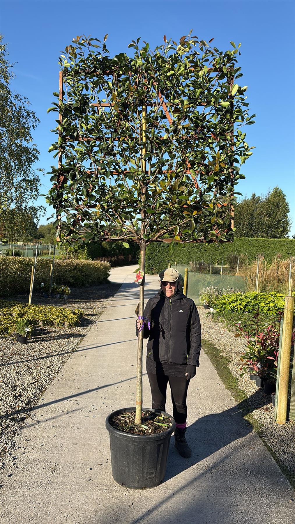 Photinia Red Robin Pleached Standard 150cm Trunk 150cm x 150cm Frame