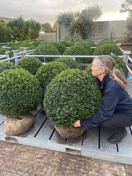 Buxus Ball 35 Litre Pot 70/75cm Diameter