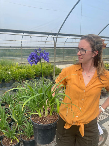 Agapanthus Blue Thunder 3 Litre Pot