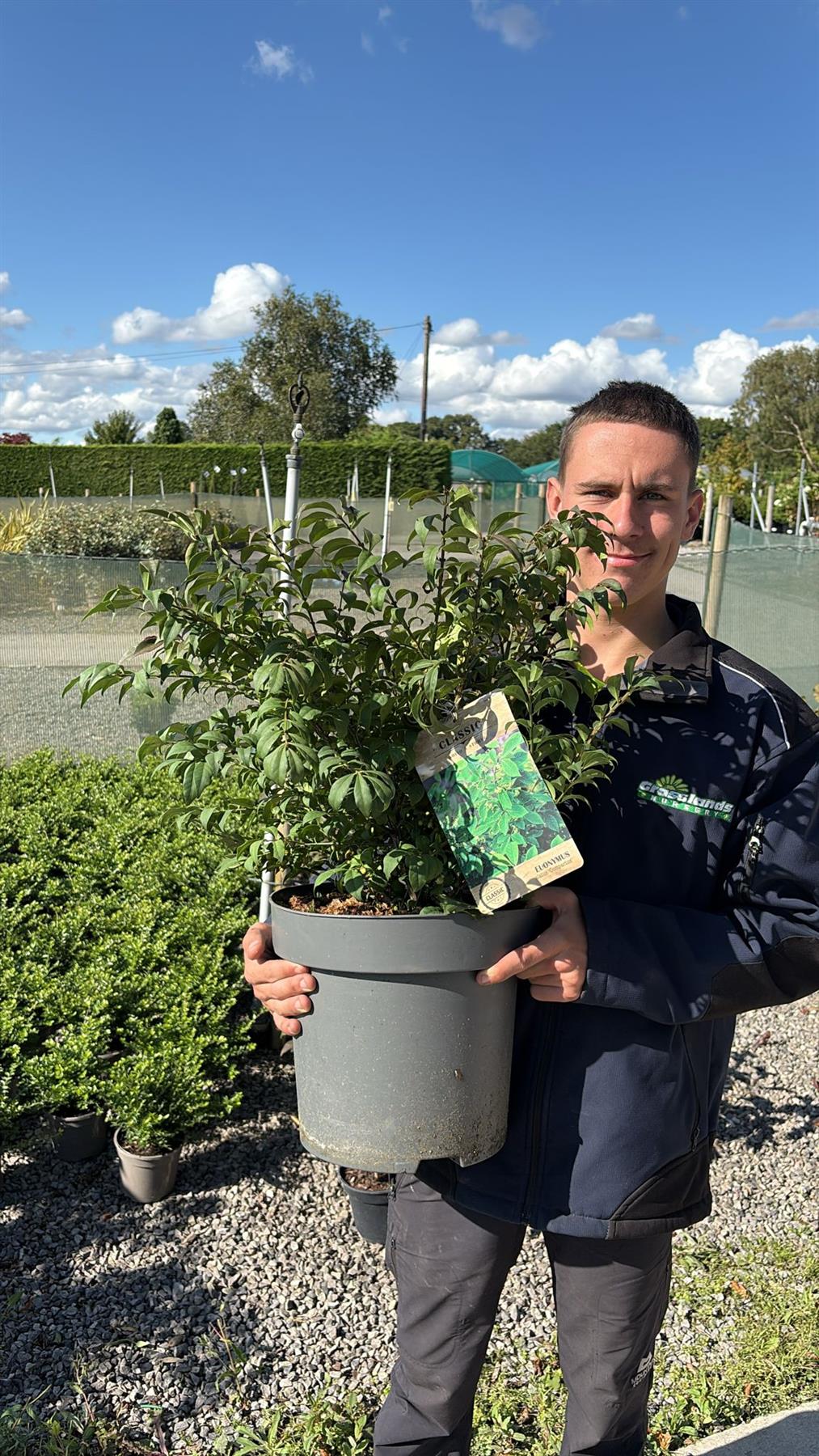 Euonymus alatus Compactus 12 Litre Pot 60-80cm