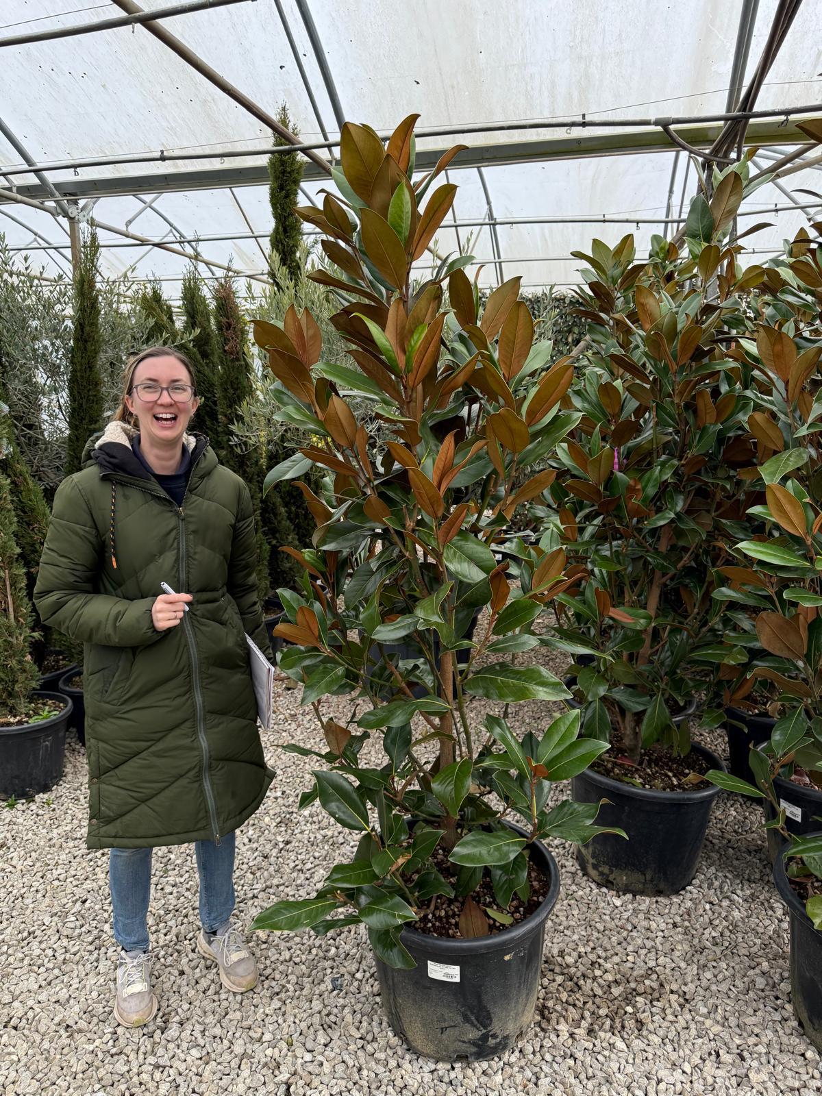 Magnolia Grandiflora Gallisoniensis 65 Litre Pot 180-200cm