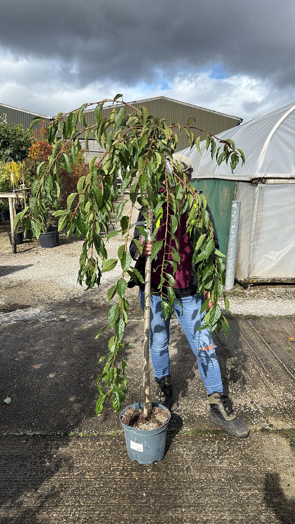 Prunus Kiku Shidare Zakura Half Standard 10 Litre Pot