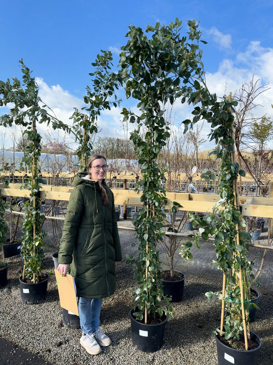 Ceanothus Arboreus Trewithen Blue 20 Litre Pot 175/200cm Tall