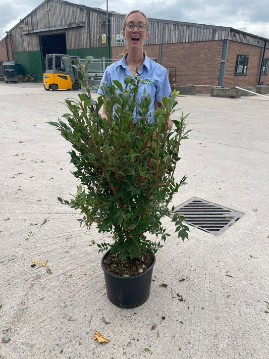 Euonymus Alatus 20 Litre Pot 100-120cm