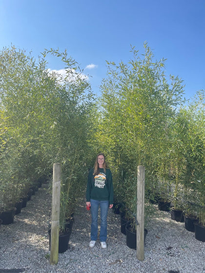 Bamboo Phyllostachys Bisetti 15 Litre Pot 2/2.5 Metre Delivery Feb