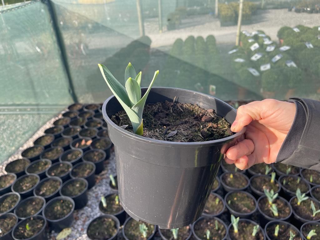 Allium Globemaster 2 Litre Pot