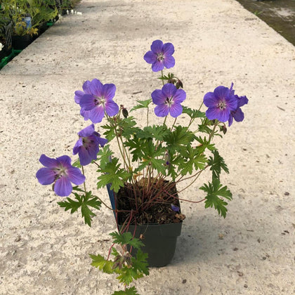 Geranium Baby Blue 11cm Pot