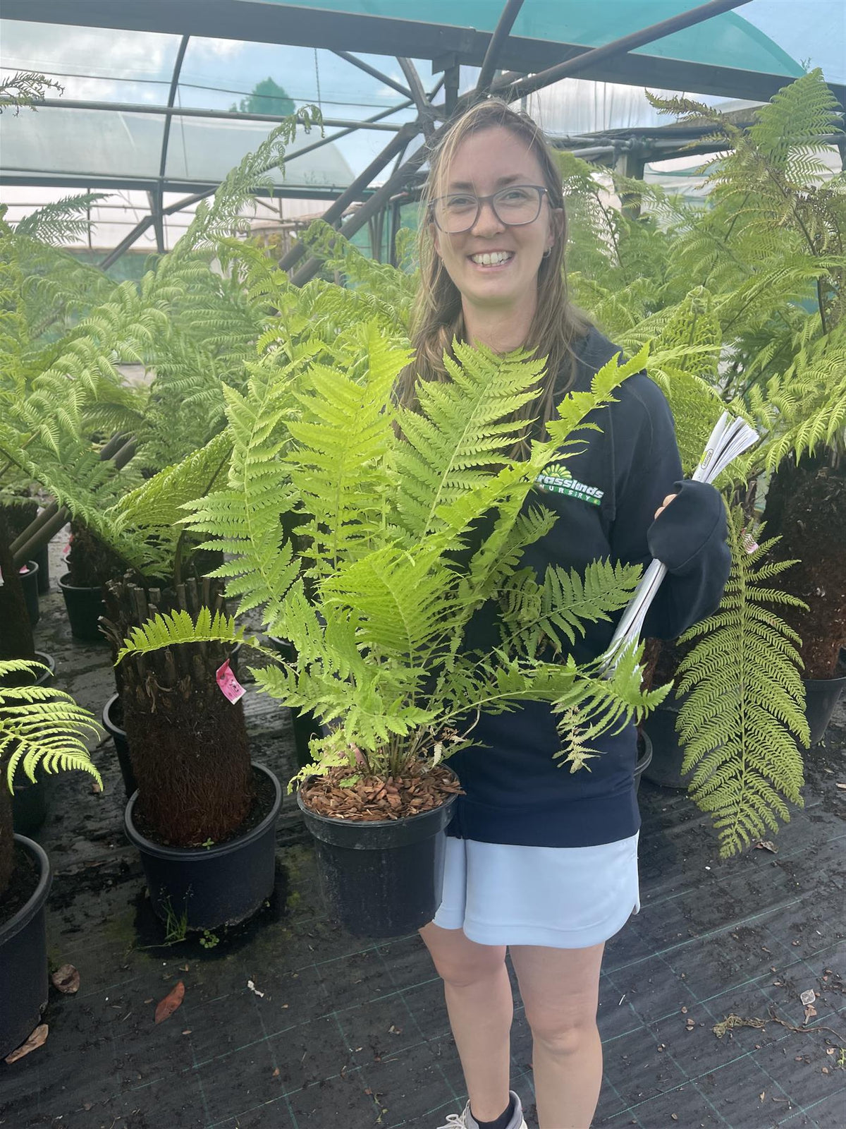 Matteuccia Struthiopteris 3 Litre Pot