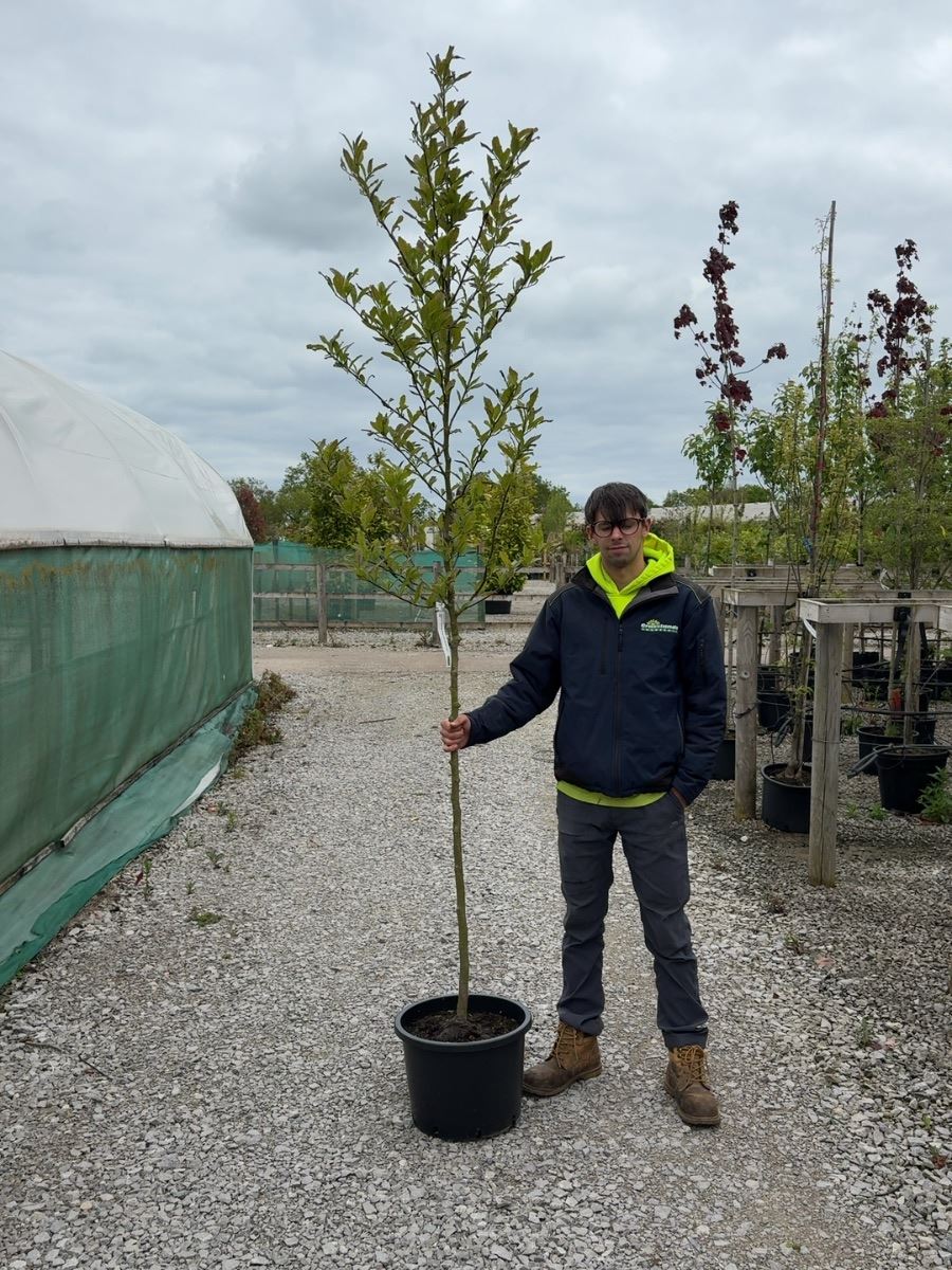 Magnolia Royal Star 6-8cm Girth Standard