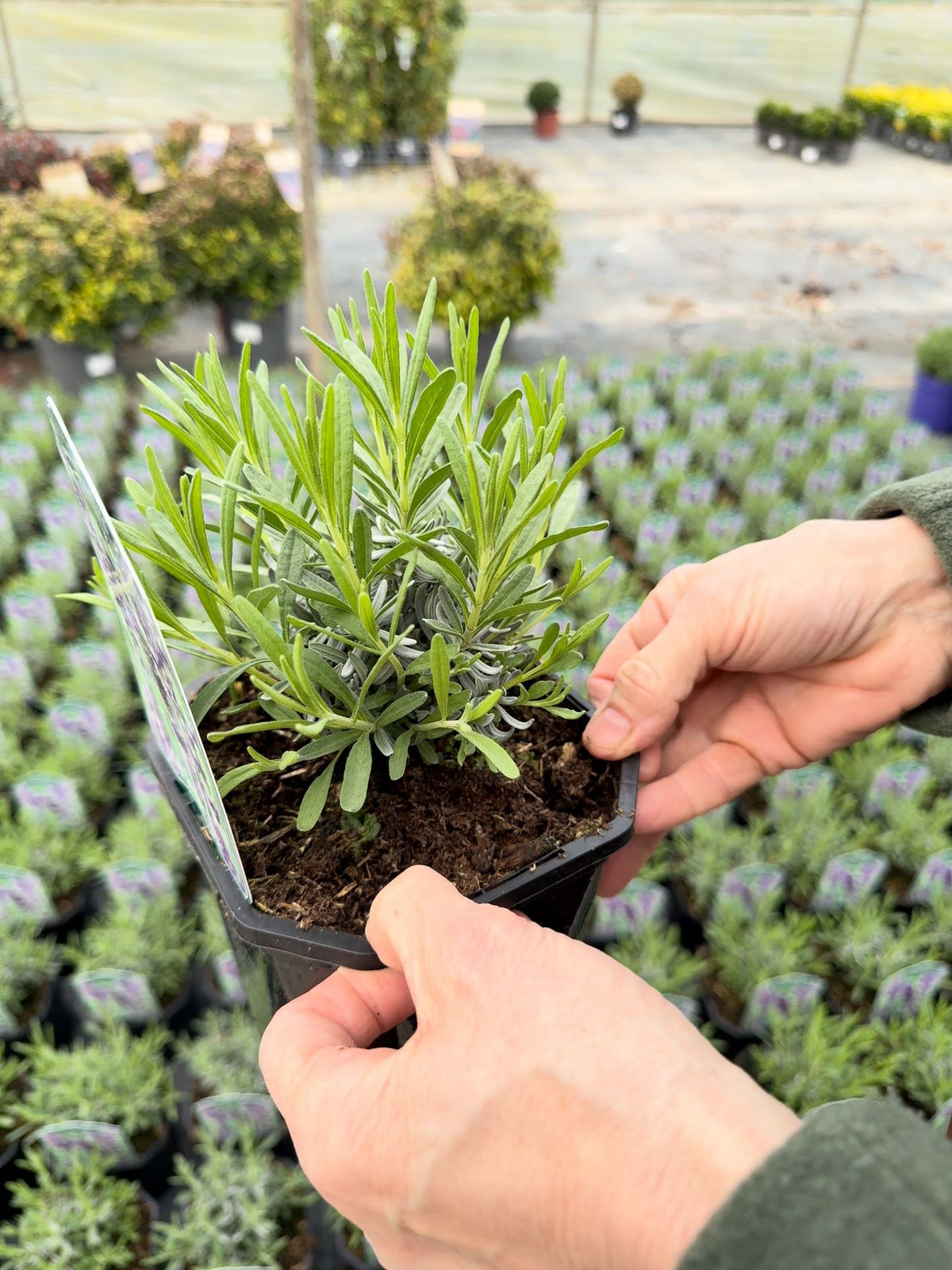 Lavender Angustifolia Hidcote 2 Litre Pot