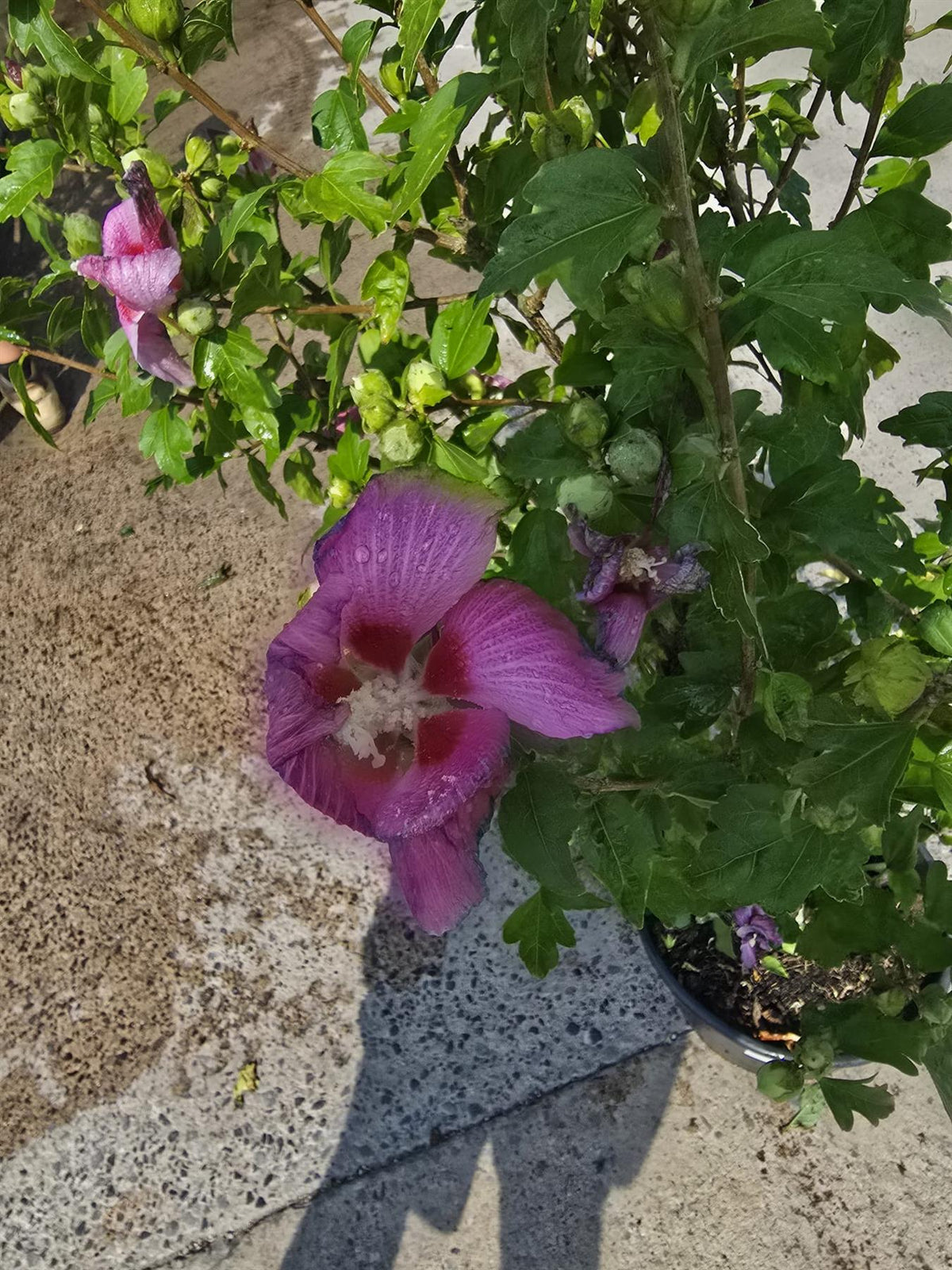 Hibiscus syr. Woodbridge 20 Litre Pot 100/125cm