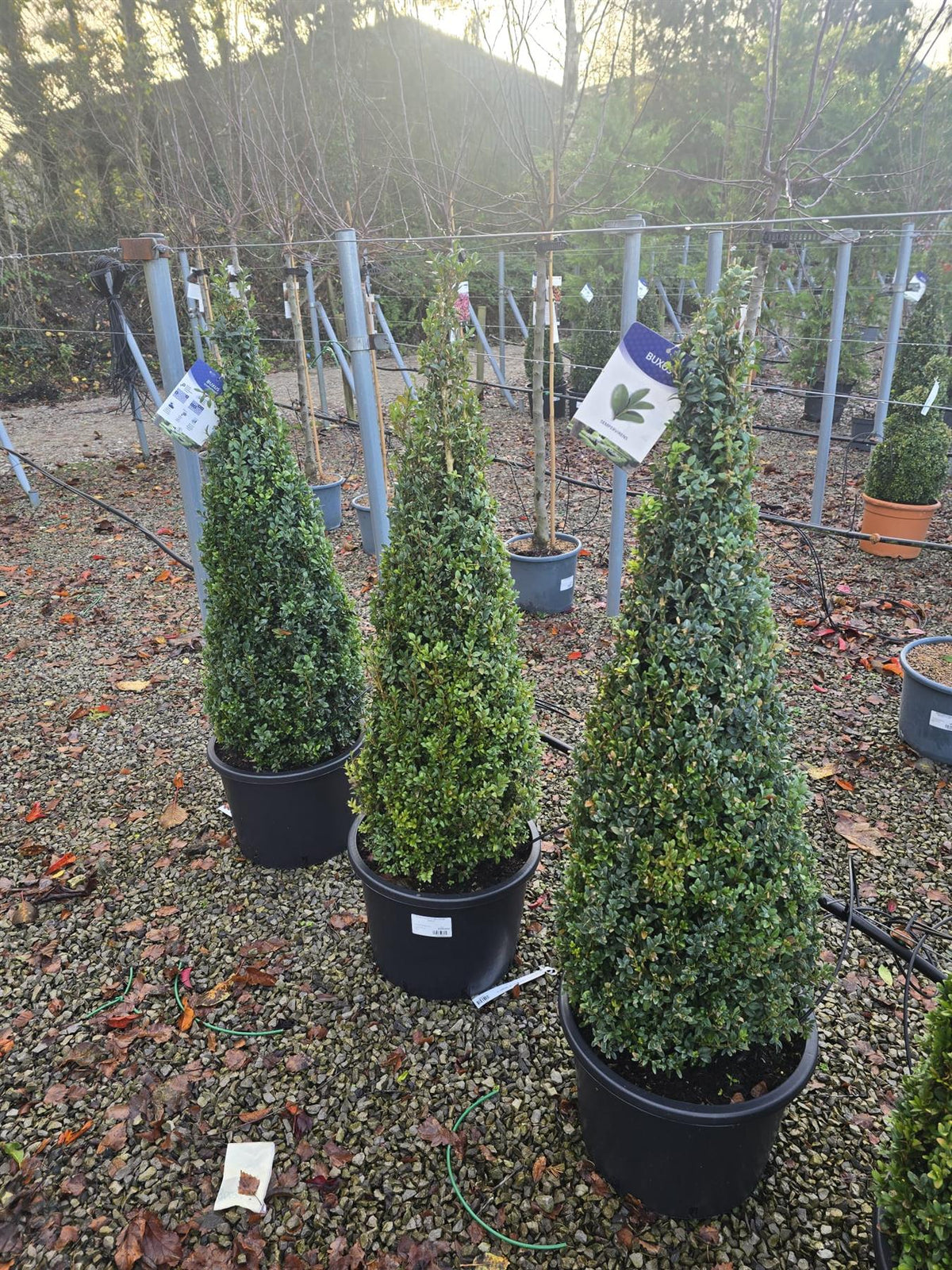 Buxus Cone 20 Litre Pot 90-100cm