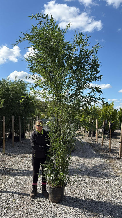 Bamboo Phyllostachys Bissetii 70 Litre Pot 300cm+