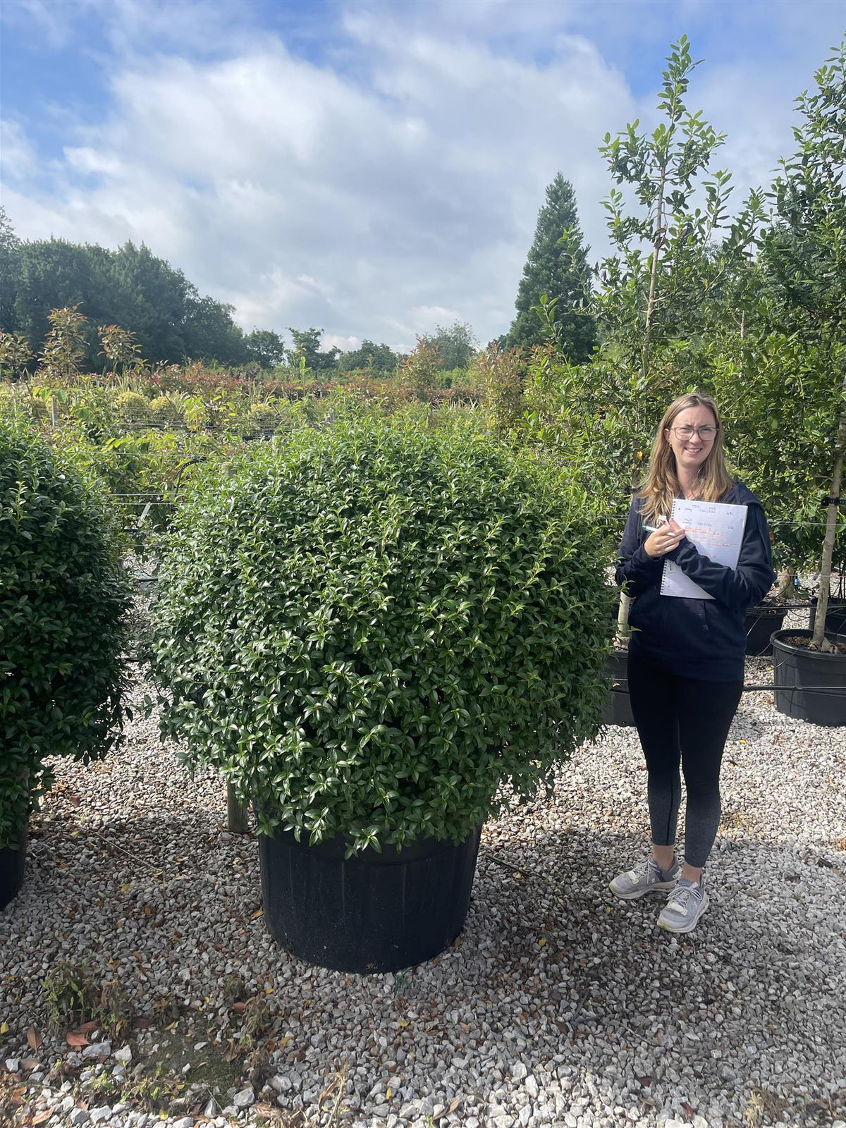 Osmanthus Burkwoodii Topiary Ball 120/140cm Diametre 240 Litre Pot