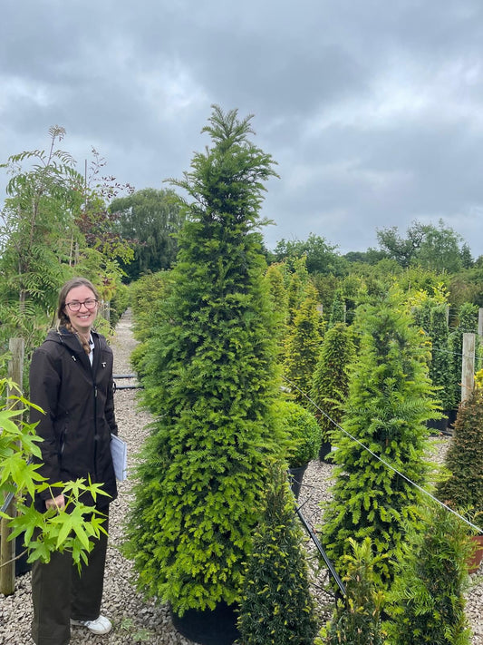 Yew Cone 80 Litre Pot 190-200cm