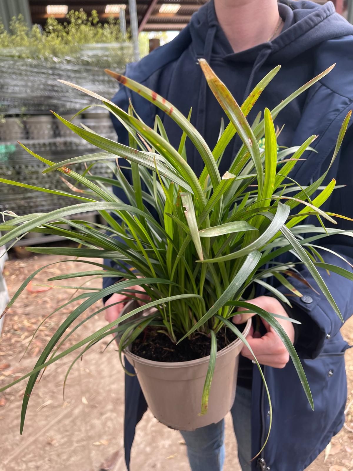 Liriope Muscari Big Blue 2 Litre Pot