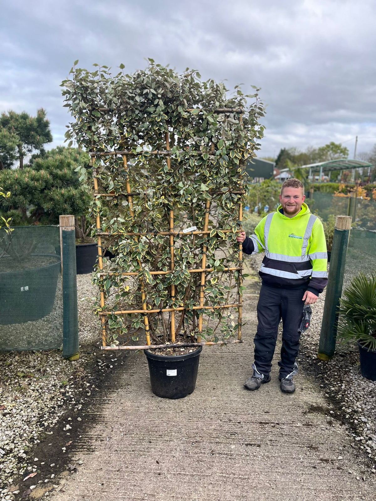 Elaeagnus x Vivileg Pleached Wall Frame 200cm Tall x 130cm