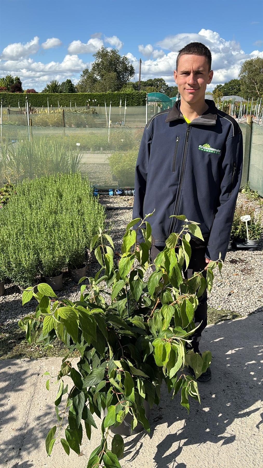 Viburnum plicatum Kilimanjaro 12 Litre Pot 80/100cm