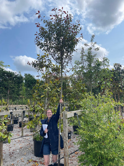 Malus Everest Heavy Girth 10/12cm