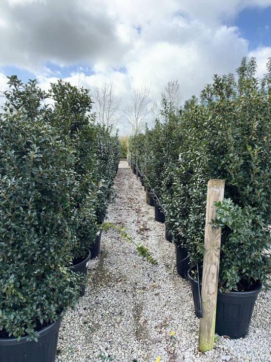 Ilex Meserveae Blue Maid Specimen 160/180cm 90 Litre Pot