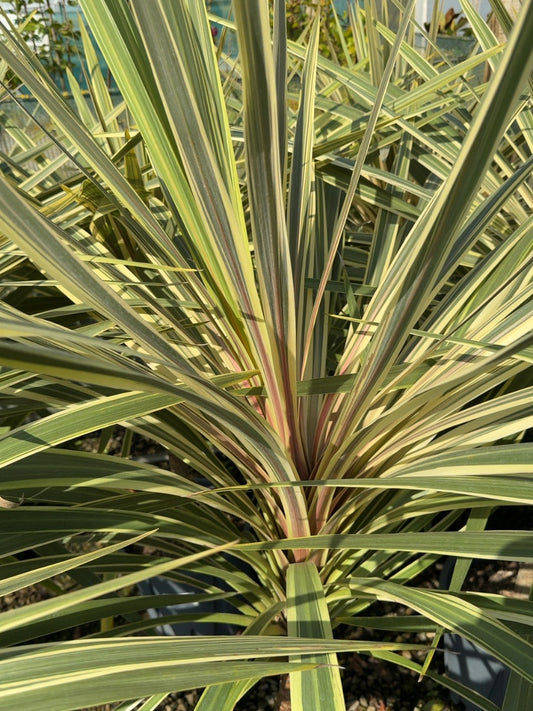 Cordyline Torbay Dazzler 9 Litre Pot