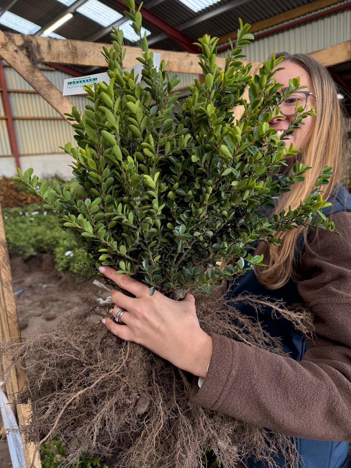 Ilex Crenata Green Hedge 25-30cm Bare Root Delivery from November