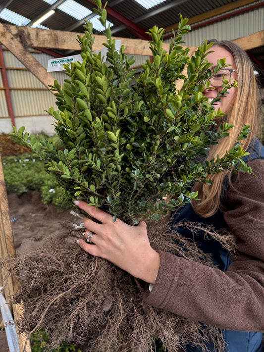 Ilex Crenata Green Hedge 25-30cm Bare Root Delivery from November