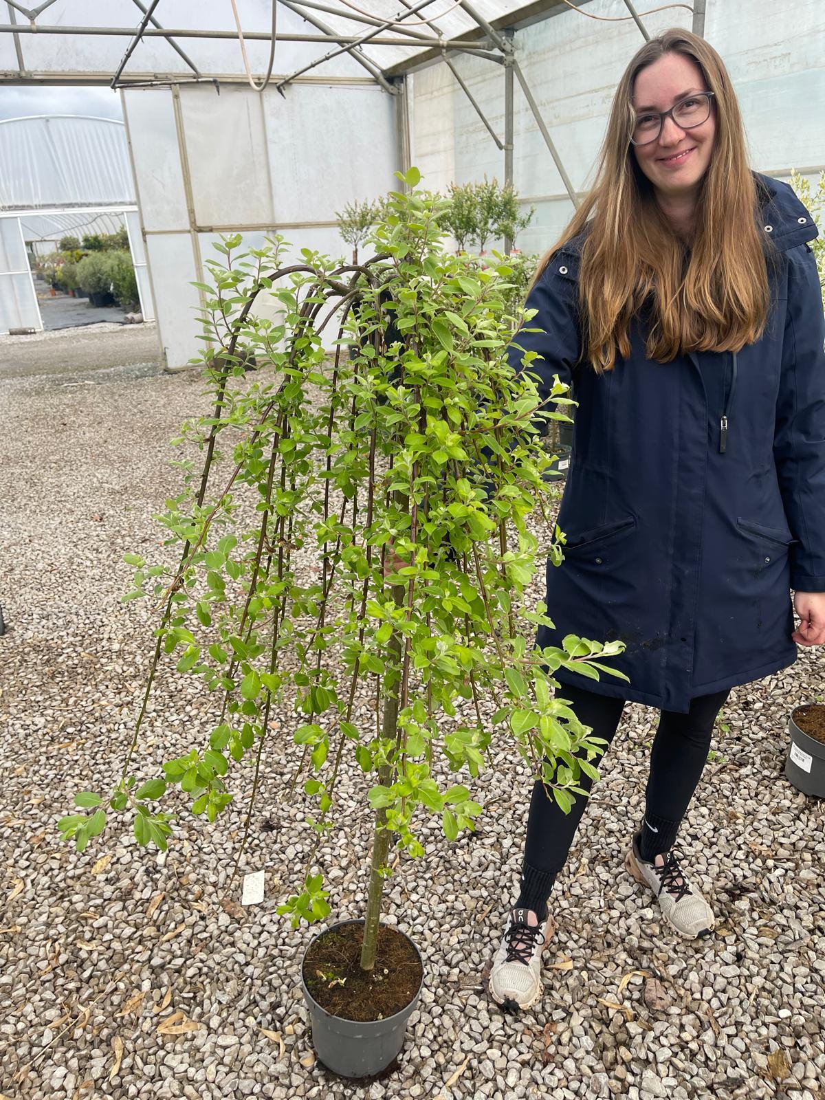 Salix Caprea Kilmarnock 1/2 Std 5 Litre Pot 80cm Stem