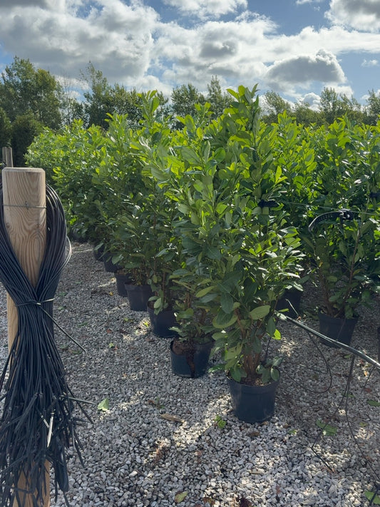 Cherry Laurel Hedging 150-175cm 15 Litre Pot