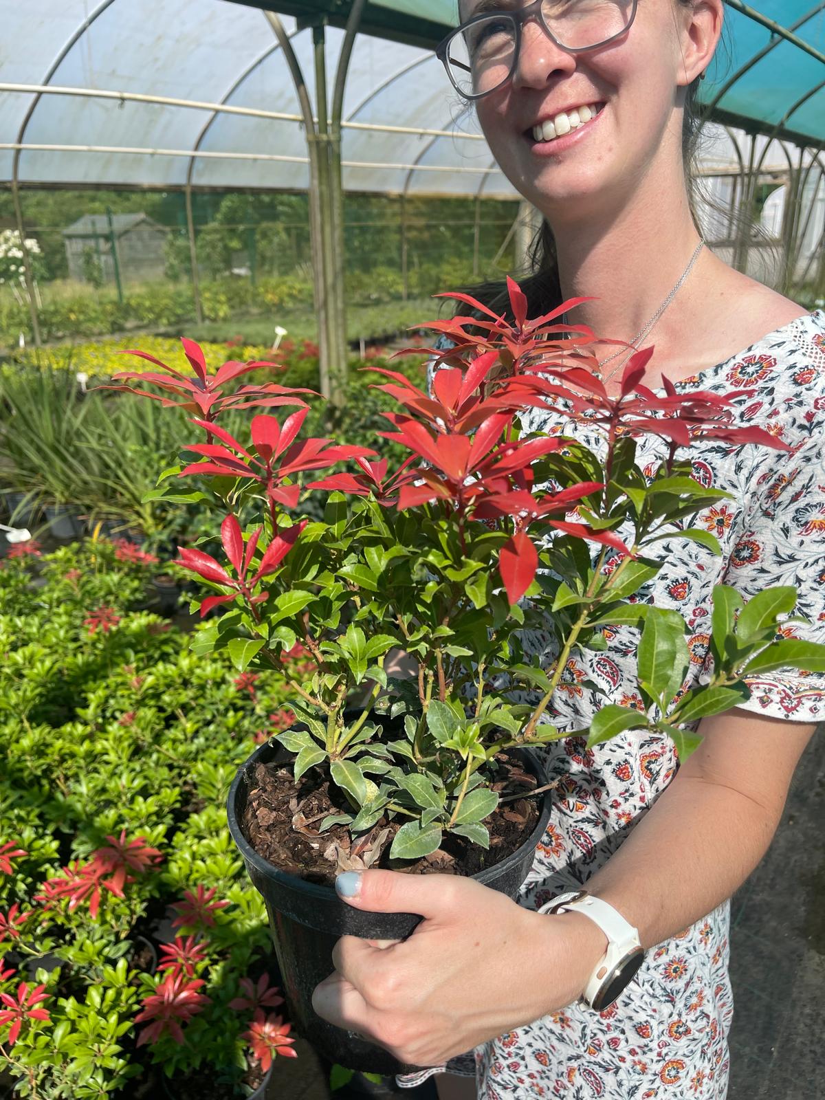 Pieris Mountain Fire 3 Litre Pot
