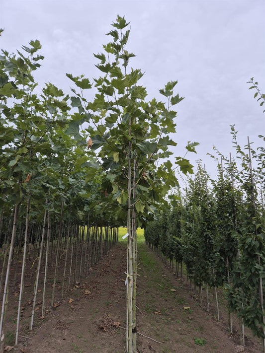 Platanus hispanica - Acerifolia 8/10cm Girth