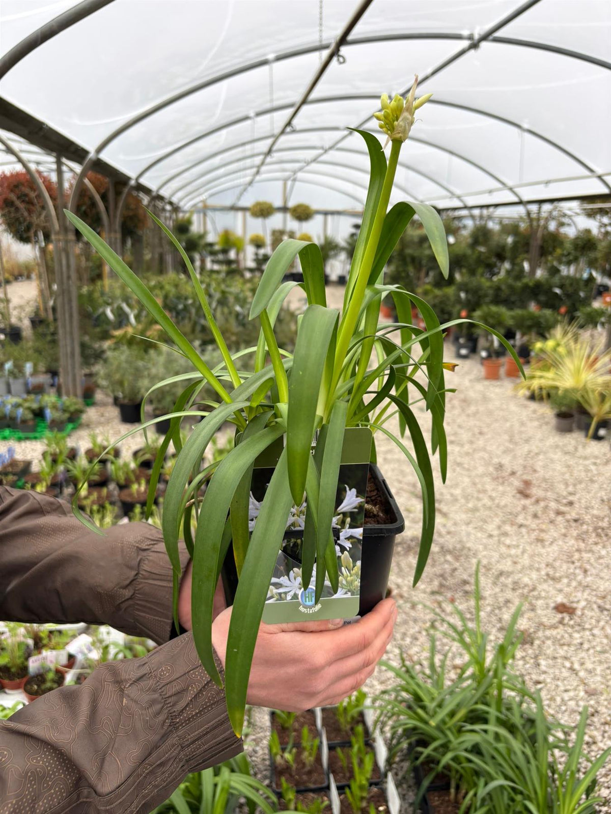 Agapanthus Pitchoune White 2 Litre Pot