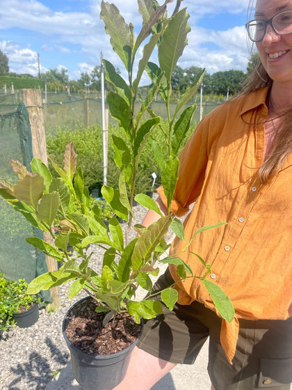 Magnolia Stellata Royal Star 3 Litre Pot