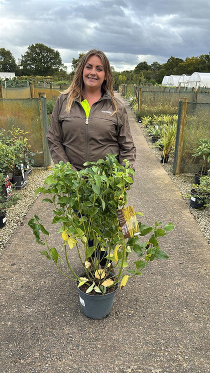 Cornus stol. Flaviramea 10 Litre Pot