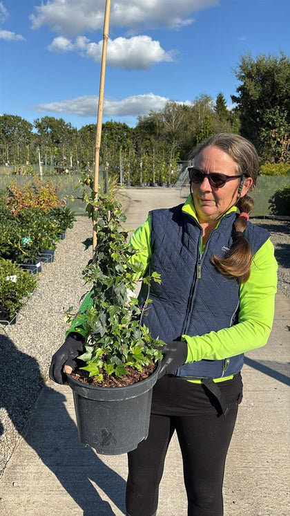 Hedera Green Ripple 7 Litre Pot