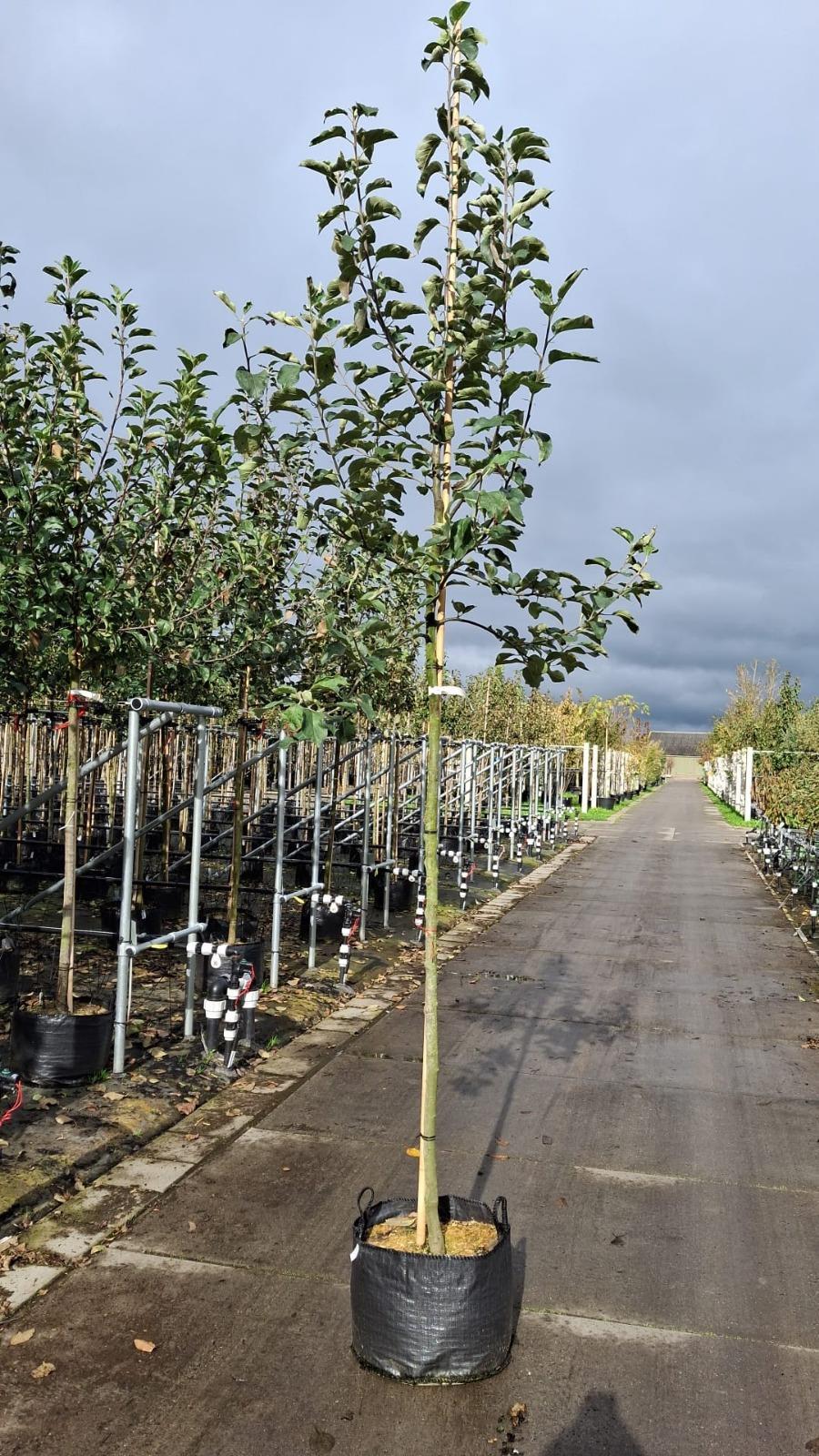 Apple Jonagold 10/12cm Girth Pot Grown Delivery From November Onwards