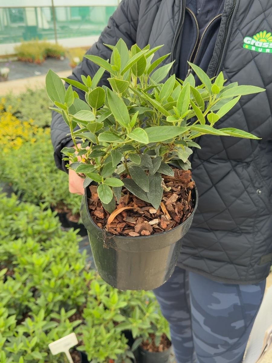 Viburnum tinus - Laurustinus 3 Litre Pot