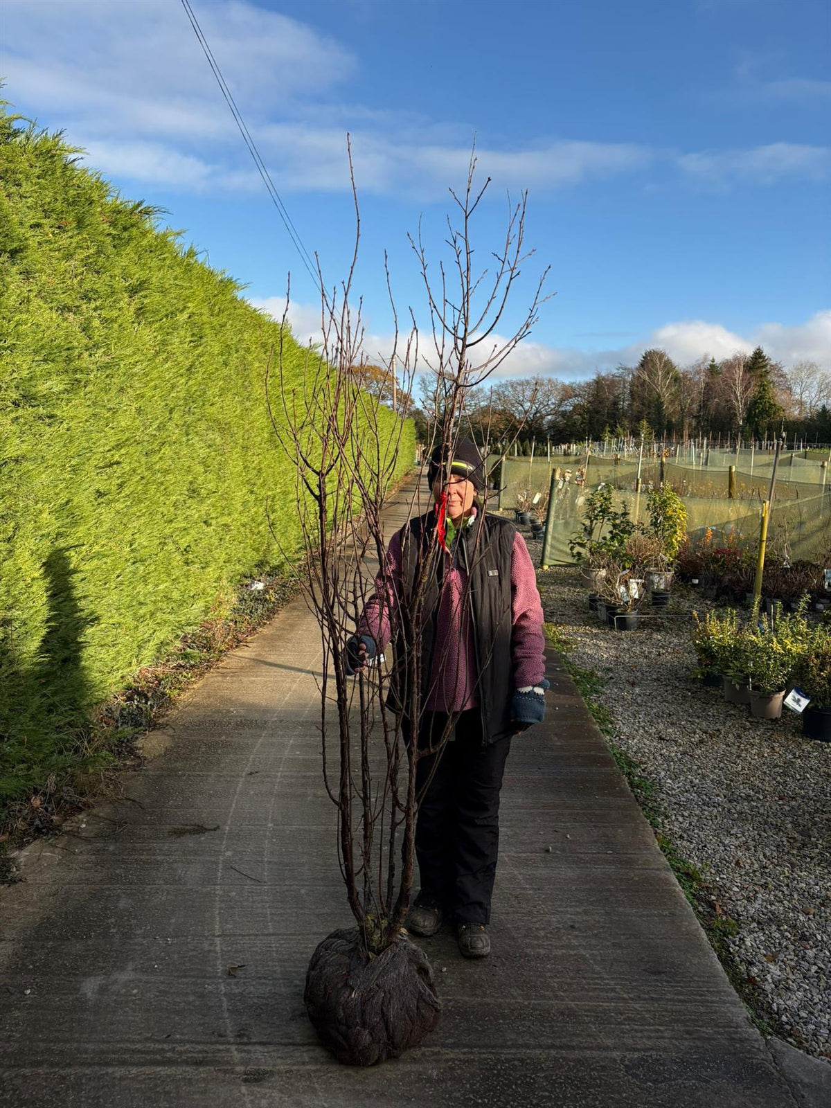 Prunus Serrula Multi Stem 175/200cm Root Ball Delivery November