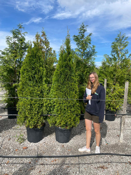 11 x Thuja Occidentalis Emerald 180-200cm 35 Litre Pot