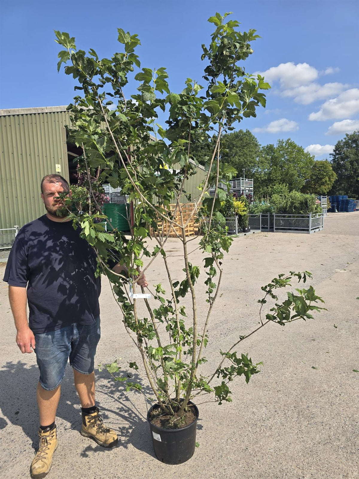 Viburnum Opulus Roseum 20 Litre Pot 200/250cm