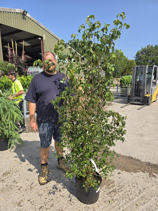Cornus Kousa China Girl 20 Litre Pot 175-200cm Tall