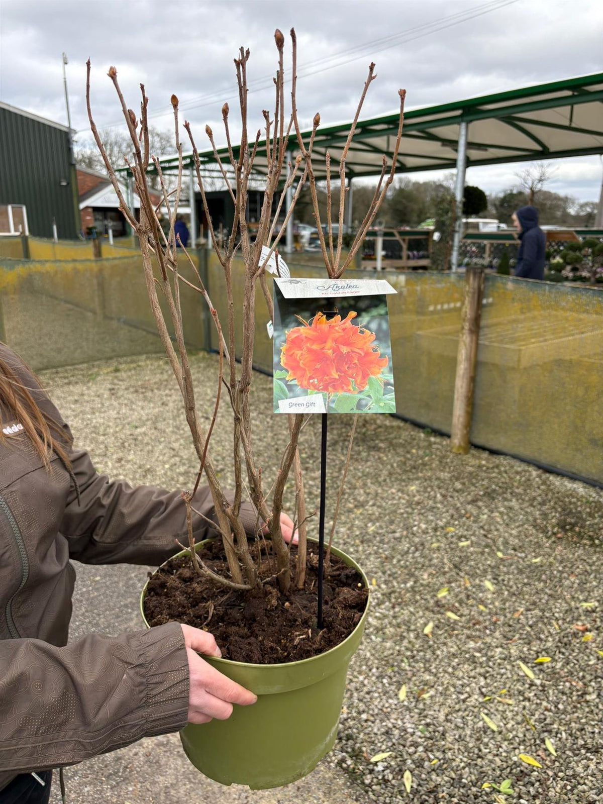 Azalea Knaphill Golden Eagle 10 Litre Pot