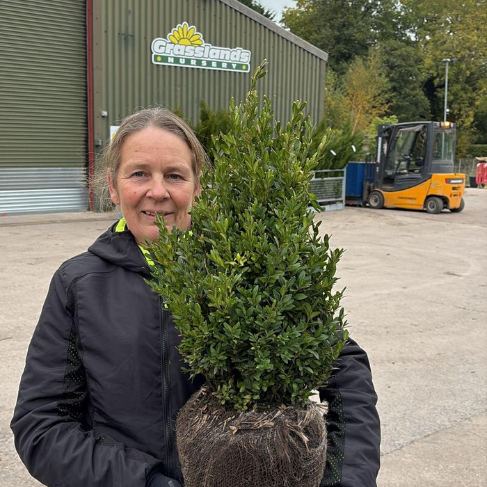 Mature root-balled instant hedging at Grasslands Nursery