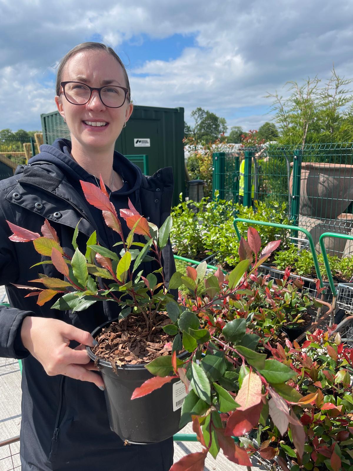 Photinia Red Robin hedging leaves